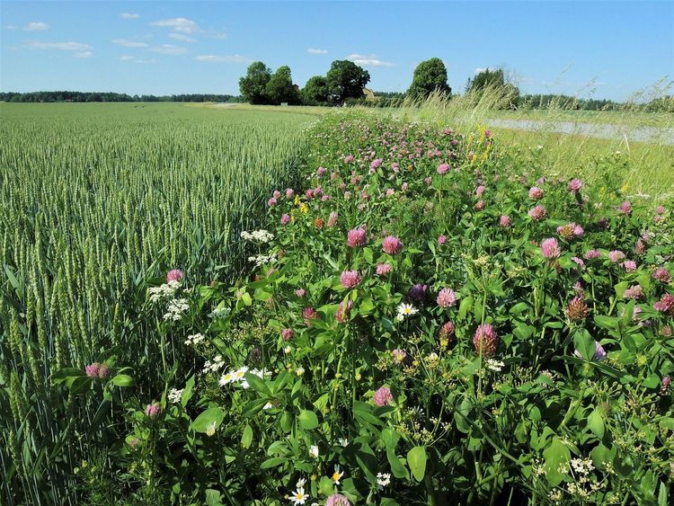 1. Flerårig blomremsa med rödklöver
2. Hidinge gård utanför Örebro. Högar med halmbalar är bra boplatser för många sorters humlor. 
3. Stenhumla på rödklöver.