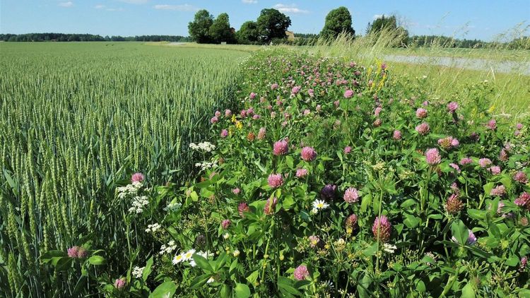 Test vercel 1: Förlikning  – kan öka kostnaderna