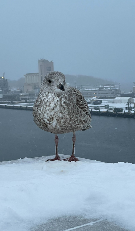 Mås ovanpå Operahuset i Oslo