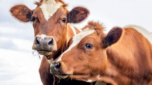 Uppåt för nötkött och vete