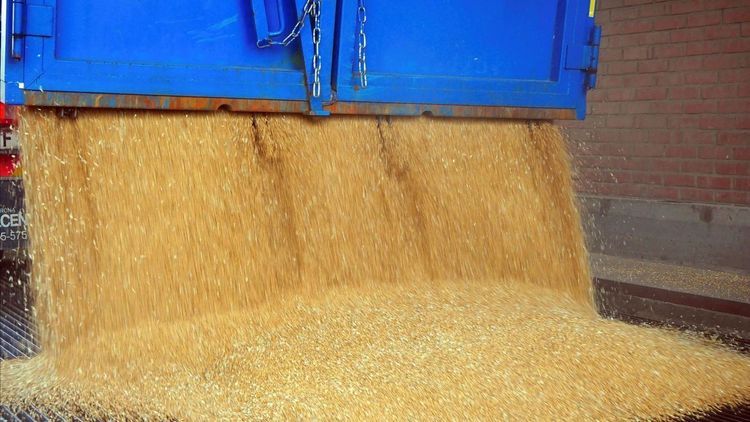 Spannmål som släpps från en lastare.